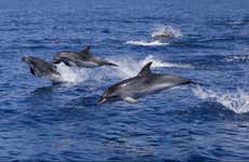 Dolphin Watching in Lanzarote