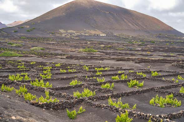 Vega de Yuco Testeina Winery Visit